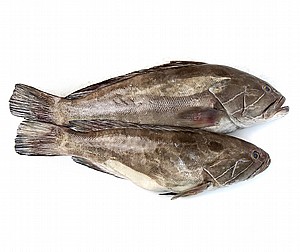 לוקוס לוקוס